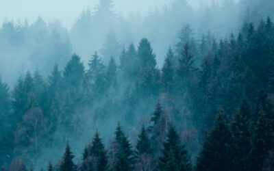 🎄 Happy holidays and a healthy New Year!