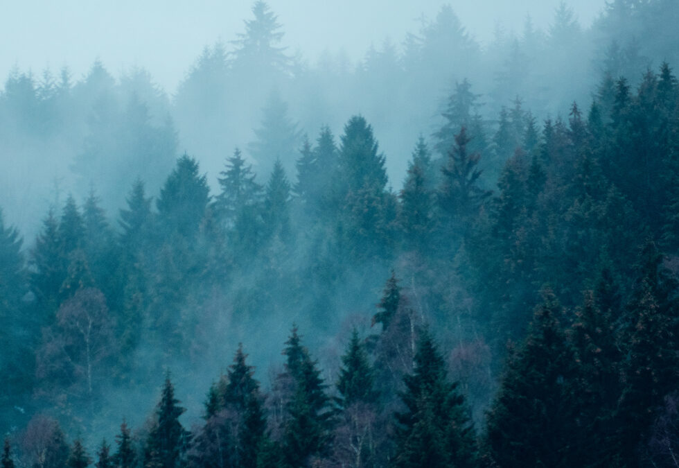 🎄 Happy holidays and a healthy New Year!